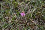 dsc_4174_ceide_fields.jpg