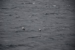 dsc_4478_sortie_en_bateau_dans_l_unique_fjord_irlandais.jpg