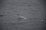 dsc_4480_sortie_en_bateau_dans_l_unique_fjord_irlandais.jpg