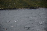 dsc_4518_sortie_en_bateau_dans_l_unique_fjord_irlandais.jpg