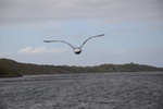 dsc_4520_sortie_en_bateau_dans_l_unique_fjord_irlandais.jpg