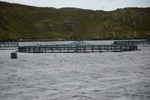 dsc_4547_sortie_en_bateau_dans_l_unique_fjord_irlandais___poisson.jpg