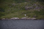 dsc_4586_sortie_en_bateau_dans_l_unique_fjord_irlandais.jpg