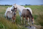 dsc_5060.jpg