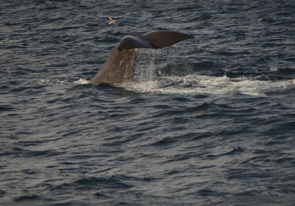 Myre - safari baleines - Andenes (17 août)